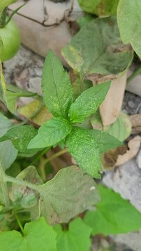 small tree growup into nature	