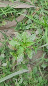 small tree growup into nature	