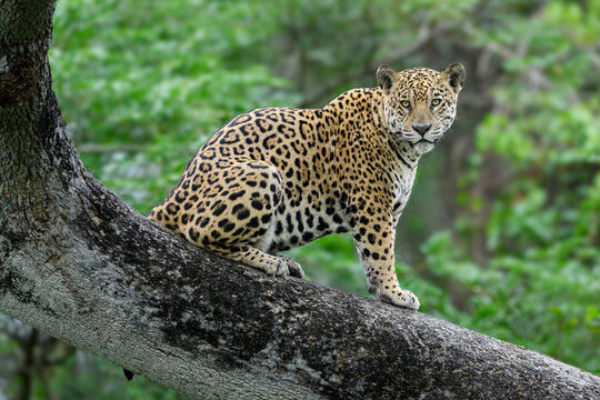 Jaguar (Panthera onca) male, sitting on branch of a tree, Three Brothers River system, Porto Jofre, Pantanal, Brazil. 