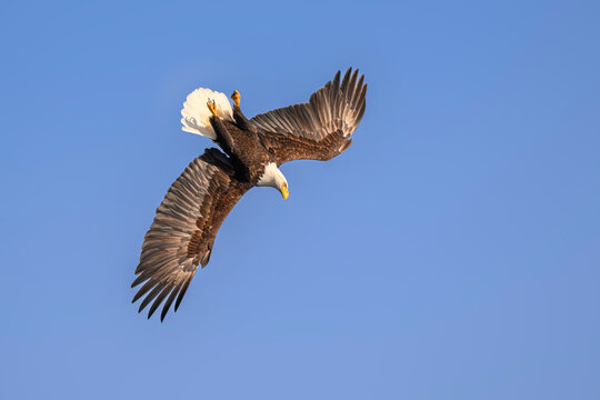 Bald eagle (Haliaeetus leucocephalus) in flight, swooping down over Sitka Sound, Alaska, USA. March. 