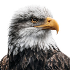 Fototapeta premium brown eagle looking isolated on white