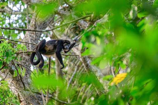 Mantled howler monkey (Alouatta palliata) resting on branch in rainforest canopy, Osa Peninsula, Costa Rica. 