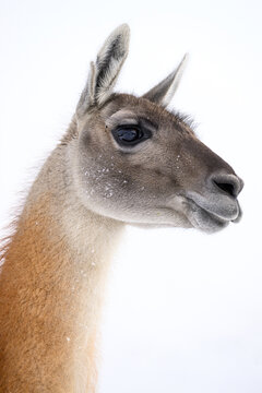 Guanaco (Lama guanicoe) head portrait, Torres del Paine National Park, Patagonia, Chile. 