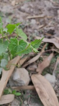 small tree growup into nature	
