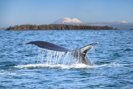 Humpback whale (Megaptera novaeangliae) tail fluke at the surface with Mount Edgecumbe in the background, Sitka Sound, Alaska, USA, Pacific Ocean. 