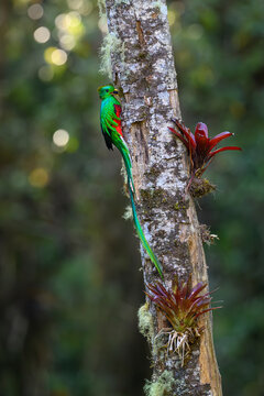 Resplendent quetzal (Pharomachrus mocinno) male, perched at entrance to nest hole with fruit for chicks, Atlantic slope montane rainforest, Talamanca, Costa Rica. 