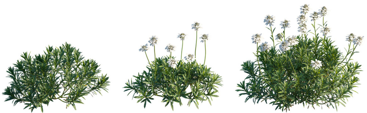 Set of Iberis sempervirens (the evergreen candytuft or perennial candytuft) frontal isolated png on a transparent background perfectly cutout high resolution