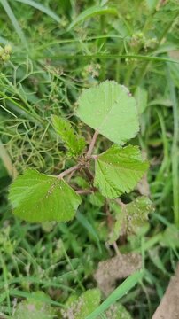 small tree growup into nature	
