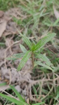 small tree growup into nature	