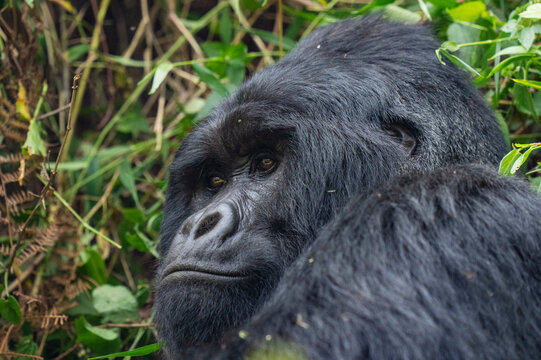 Mountain gorilla (Gorilla beringei beringei) silverback aged 42 years, head portrait, Mgahinga Gorilla National Park, Uganda. Endangered. 