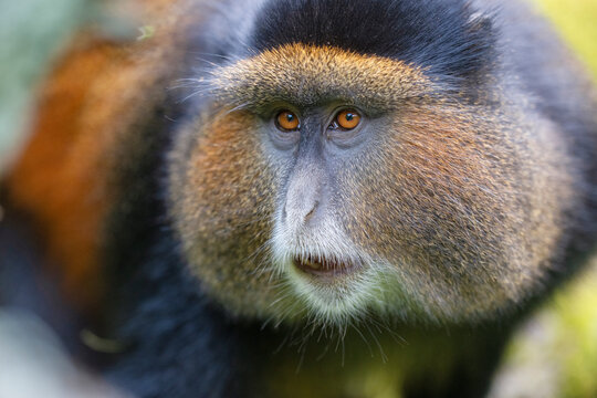Golden monkey (Cercopithecus kandti) portrait, Mgahinga Gorilla National Park, Uganda. Endangered. 