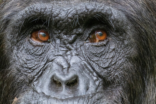 Chimpanzee (Pan troglodytes) eyes and nose detail, Kibale Forest National Park, Uganda  Endangered. 