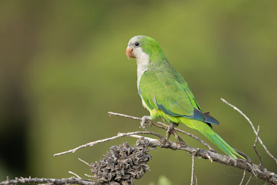Monk parakeet (Myiopsitta monachus) perched on branch, Park Guell, Barcelona, Spain. August. 