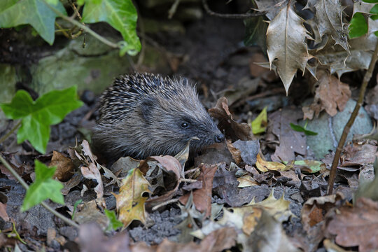 European hedgehog (Erinaceus europaeus) among dried leaves, portrait, Norwich, Norfolk, England, UK. May. 