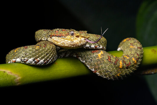  Central American eyelash palm-pitviper (Bothriechis nigroadspersus) coiled up on a banana plant with tongue out, Osa Peninsula, Costa Rica. 