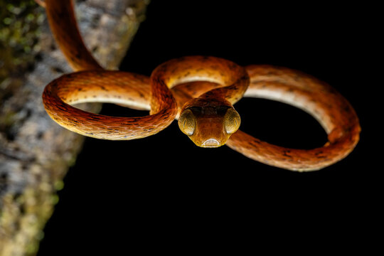  Western treesnake (Imantodes inornatus) hanging from branch at night, Limon, Costa Rica. 