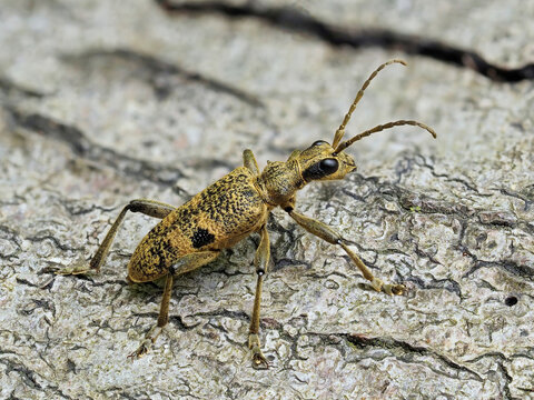Longhorn beetle (Rhagium mordax) recently emerged adult resting on dead wood, Buckinghamshire, England, UK. May. Focus stacked. 