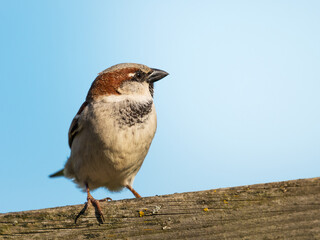A male House Sparrow sitting on a twig