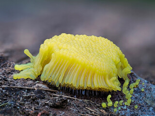 Slime mould (Stemonitis flavogenita) freshly developed yellow sporangia, Hertfordshire, England, UK. May. Focus stacked. 