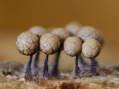 Slime mould (Cribraria argillacea) mature sporangia on rotting pine log with fungi starting to infect the stems, Hertfordshire, England, UK. September. Focus stacked. 