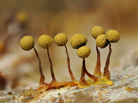 Slime mould (Cribraria aurantiaca) mature sporangia on rotting Pine log, Buckinghamshire, England, UK. July. Focus stacked. 