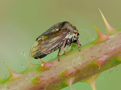 Horned tree hopper (Centrotus cornutus) resting on Bramble stem, Oxfordshire, England, UK. July. Focus stacked. 