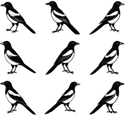 vector bird magpie