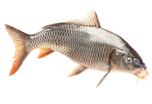 Fish carp isolated on white