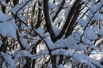 white winter snow