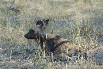 wildog in the savannah Africa