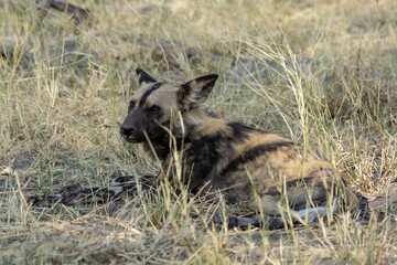 wildog in the savannah Africa