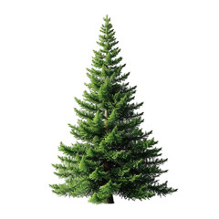 Fototapeta premium Lush green pine tree with detailed needles in realistic style isolated on transparent background, symbolizing nature, winter and holiday themes