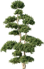 Bush, Boxwood, Bushes, Grass Fence, Plant Decor
