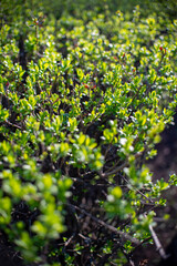 Fresh Spring Growth on Green Shrubs &ndash; Nature Texture Background