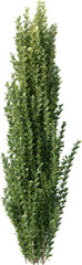 Bush, Boxwood, Bushes, Grass Fence, Plant Decor

