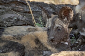 wildog in the savanna , Africa
