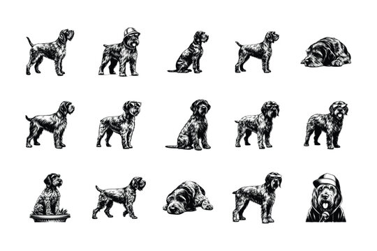 Wirehaired Pointing Griffon Dog