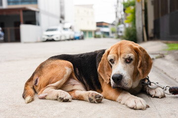 A senior beagle lies down on a urban quiet street, showing visible signs of aging and an eye cyst condition. The close-up captures the dog’s tired expression, sagging skin, and eye issues.