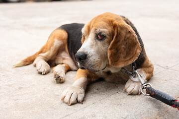 Close-up of an elderly beagle with visible eye infection and cyst. The dog shows signs of aging and illness, with a sad expression and cloudy eye on a street showing pet health issues.