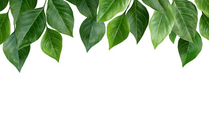 A beautiful green leaf border creating a natural frame for any artistic design or nature-themed artwork, isolated a transparent background.