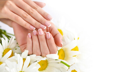Beautiful woman french manicured hands with fresh daisy flowers. With space for your text