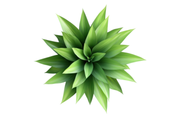 Lush vibrant green pineapple top view bright studio shot clean white background fresh tropical plant