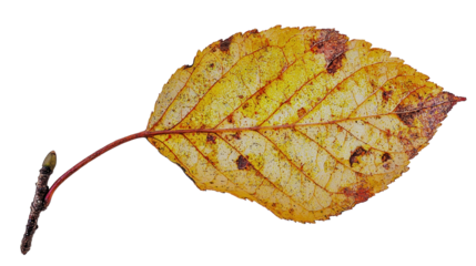 Elegant leaf silhouette against a dark black background showcasing the intricate details and natural beauty of nature, isolated a transparent background.