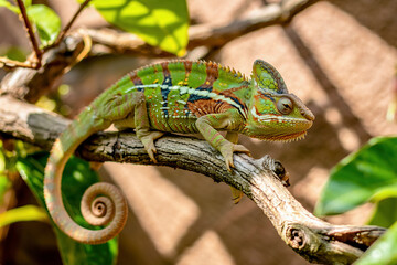 green lizard on a branch