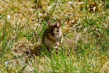 Waldmaus 