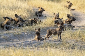 wildog in the savanna , Africa