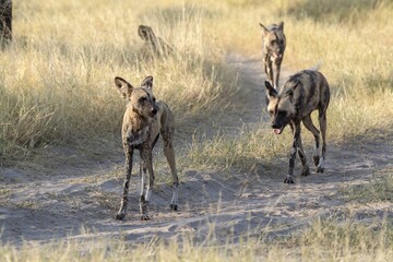 wildog in the savanna , Africa