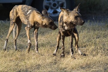 wildog in the savannah , Africa