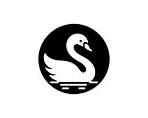 black swan vector