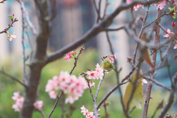 a Pink Blossoms on a Tree Branch in Springtime